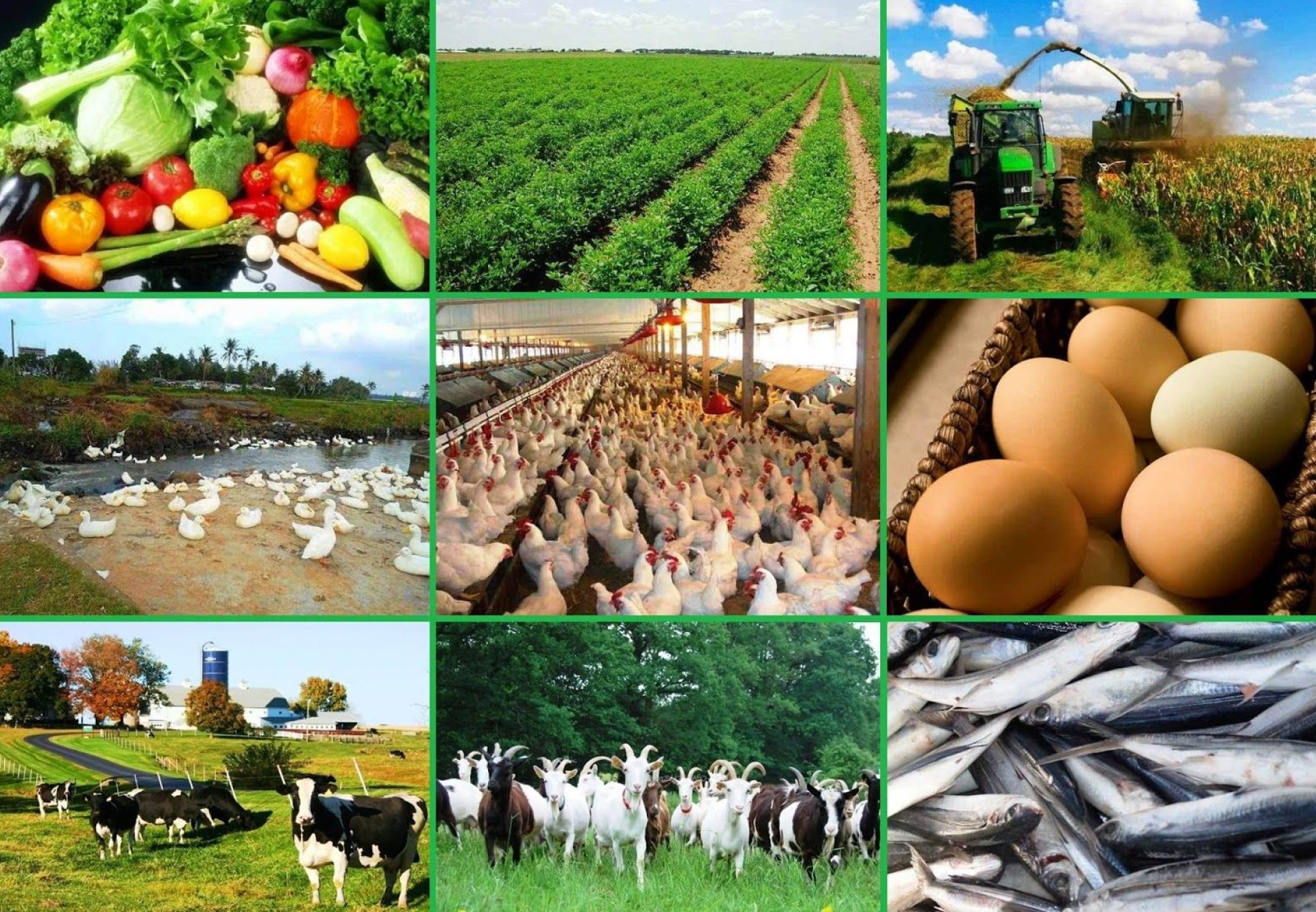 Agriculture and Agribusiness